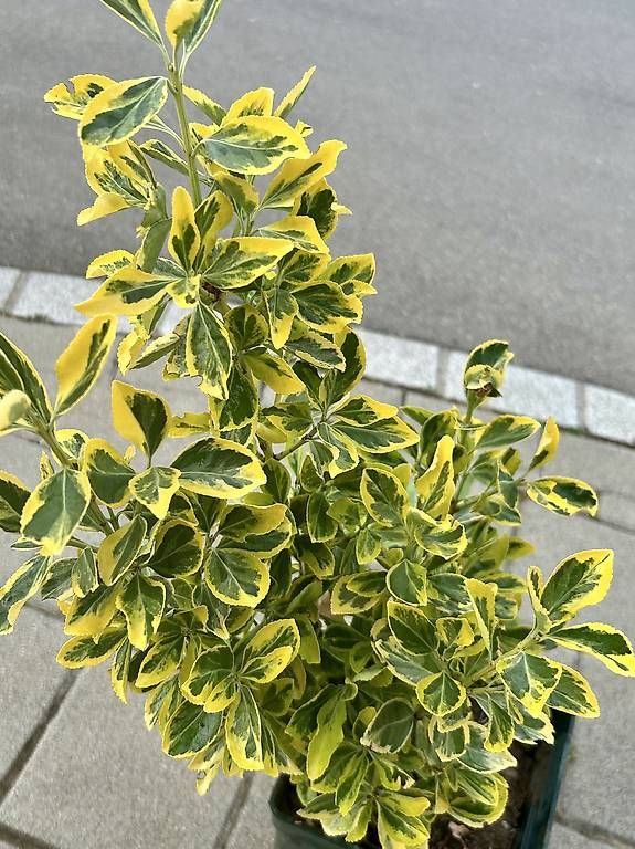 Piante & sementi: Japanischer Spindelstrauch  – Usato da Frauenfeld venduto da Irene.Schuppli 1