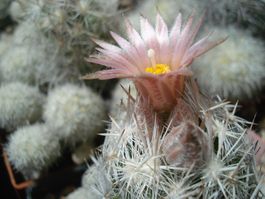 Kakteen, winterhart!!! Escobaria sneedii v. leeii, (Gruppe)