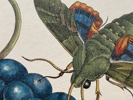 🌟XL Maria S Merian 2 Kupferstiche Schmetterling Schwärmer🌟