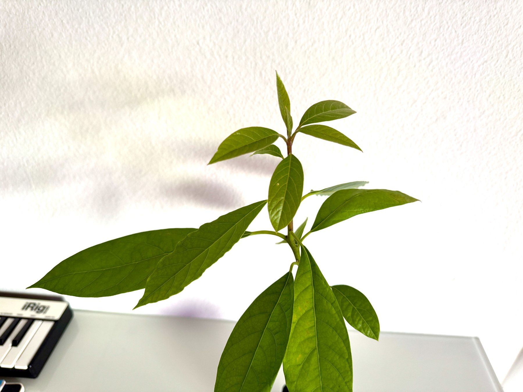 Piante & sementi: Avocado Baum (jungpflanze) – Usato da Schlieren venduto da Edgar_k 4