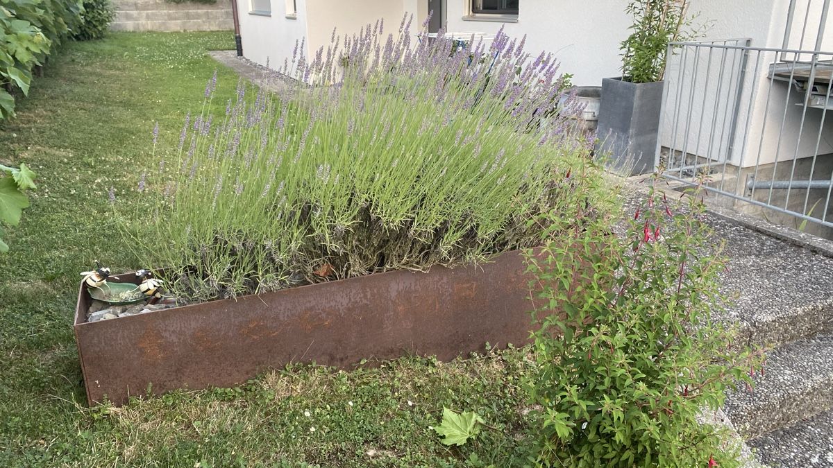 Piante & sementi: Lavendel total 3 Pflanzen – Usato da Täuffelen venduto da PIPPODAN