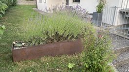Lavendel total 3 Pflanzen