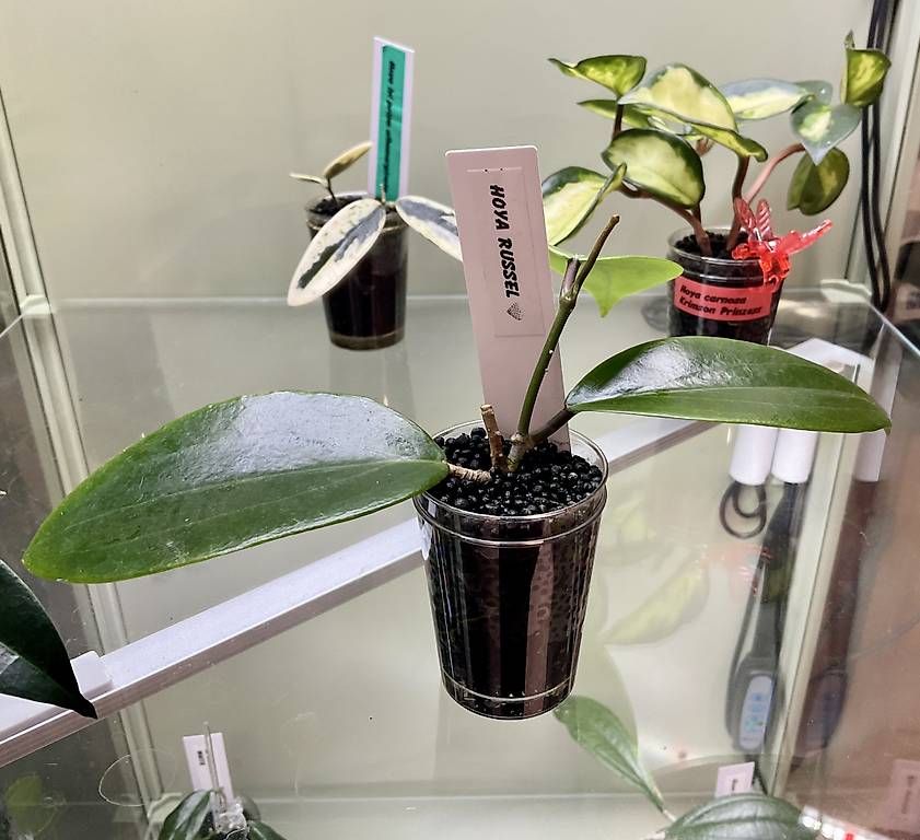 Pflanzen & Samen: Hoya russel – Neu und originalverpackt aus Schönholzerswilen von Leavylounge 1