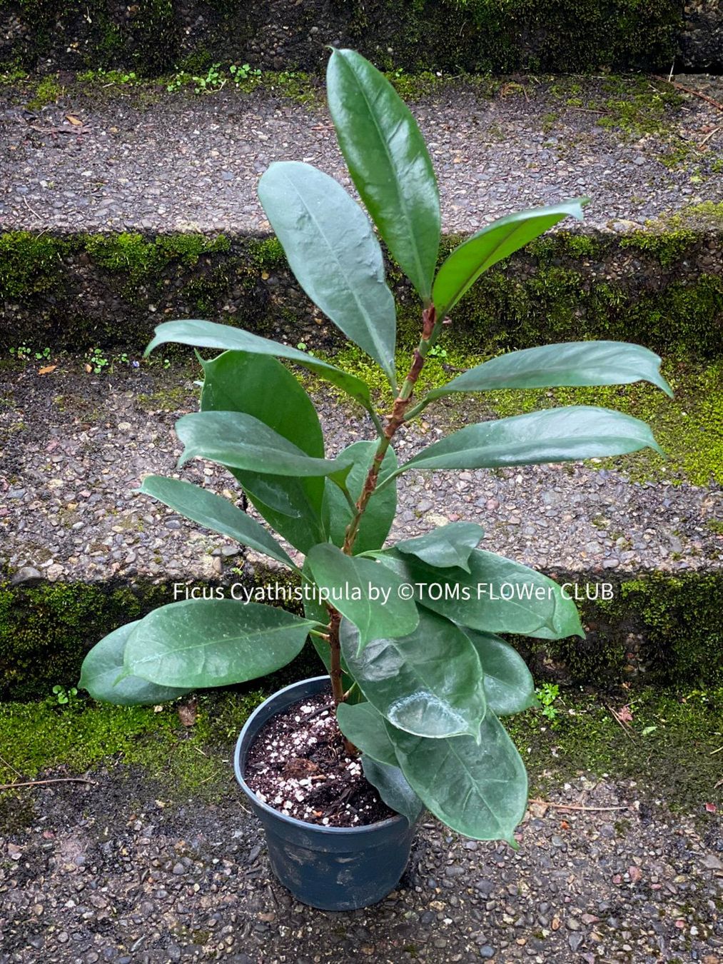 Pflanzen & Samen: Ficus Cyathistipula - afrikanischer Feigenbaum - 70-90cm – Neu und originalverpackt aus Adliswil von TAKEYOURPLANT 2