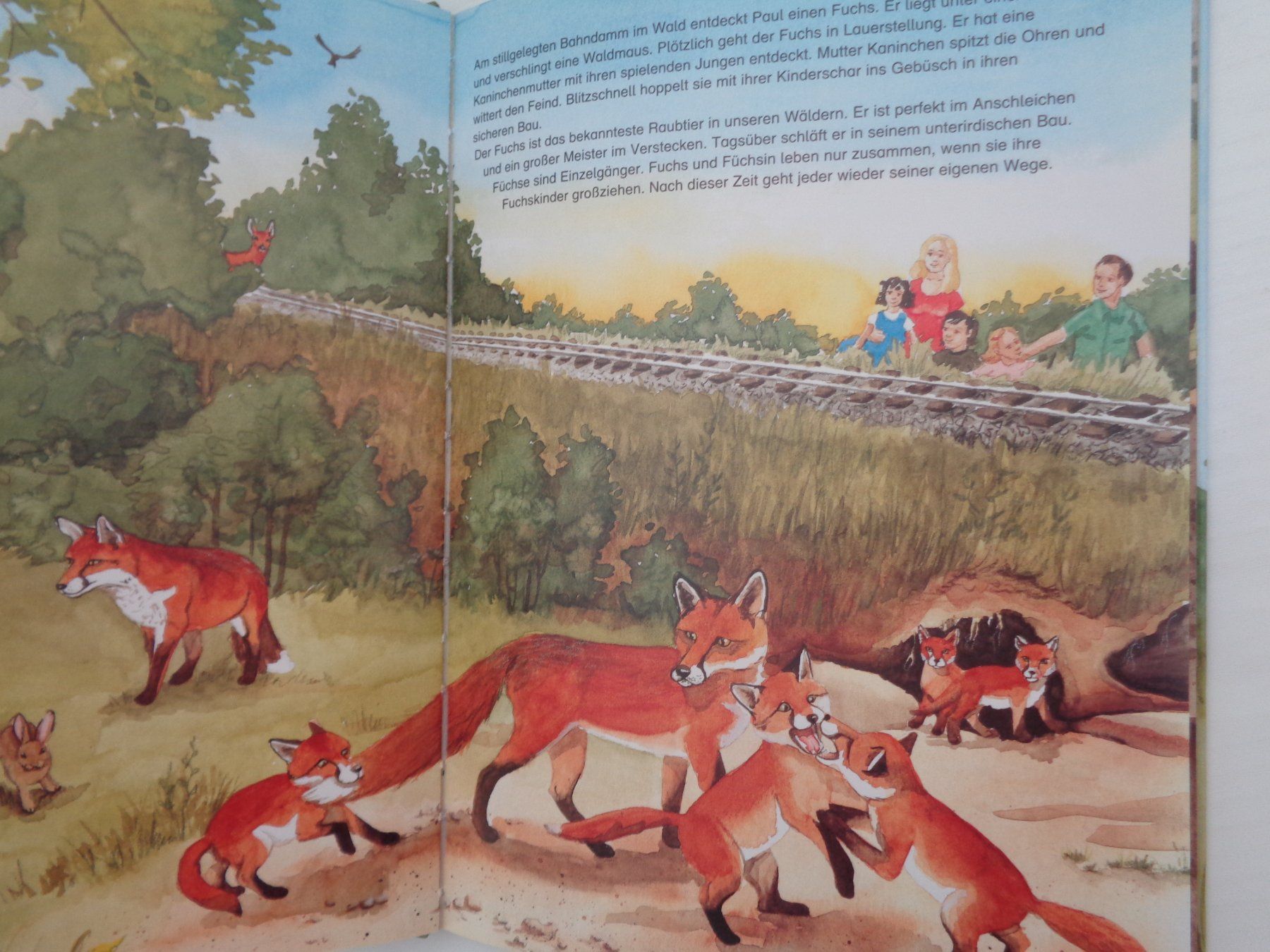 Livres: Die Tiere unseres Waldes – D'occasion à Chur par Oregano1 8