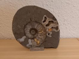 Faszinierende versteinerte Ammonit-Scheibe, Top Zustand!