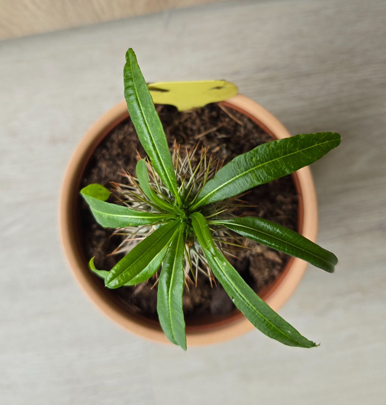 Piante & sementi: Pachypodium Lamerei Inkl. Topf – Nuovo (secondo la descrizione) da Aarburg venduto da Glitzerschein 4