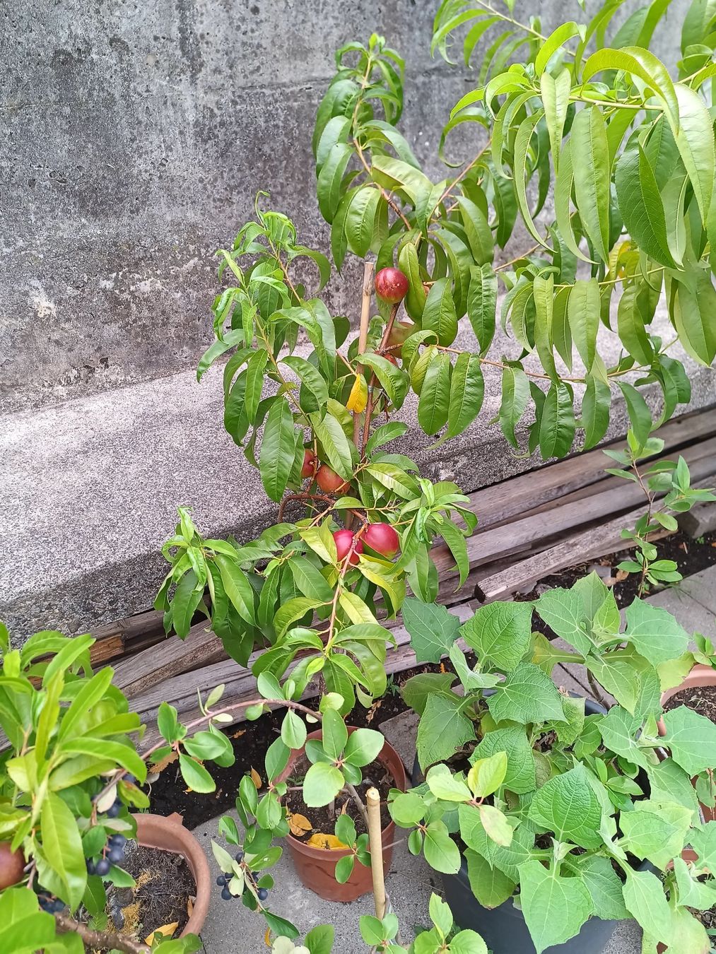 Plantes & graines: Nektarine für Balkon oder Freiland – D'occasion à Zug par SirGoldFish 3