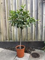 Lorbeerbaum 70cm