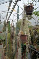 Cereus peruvianus – Kopfstück 50 cm