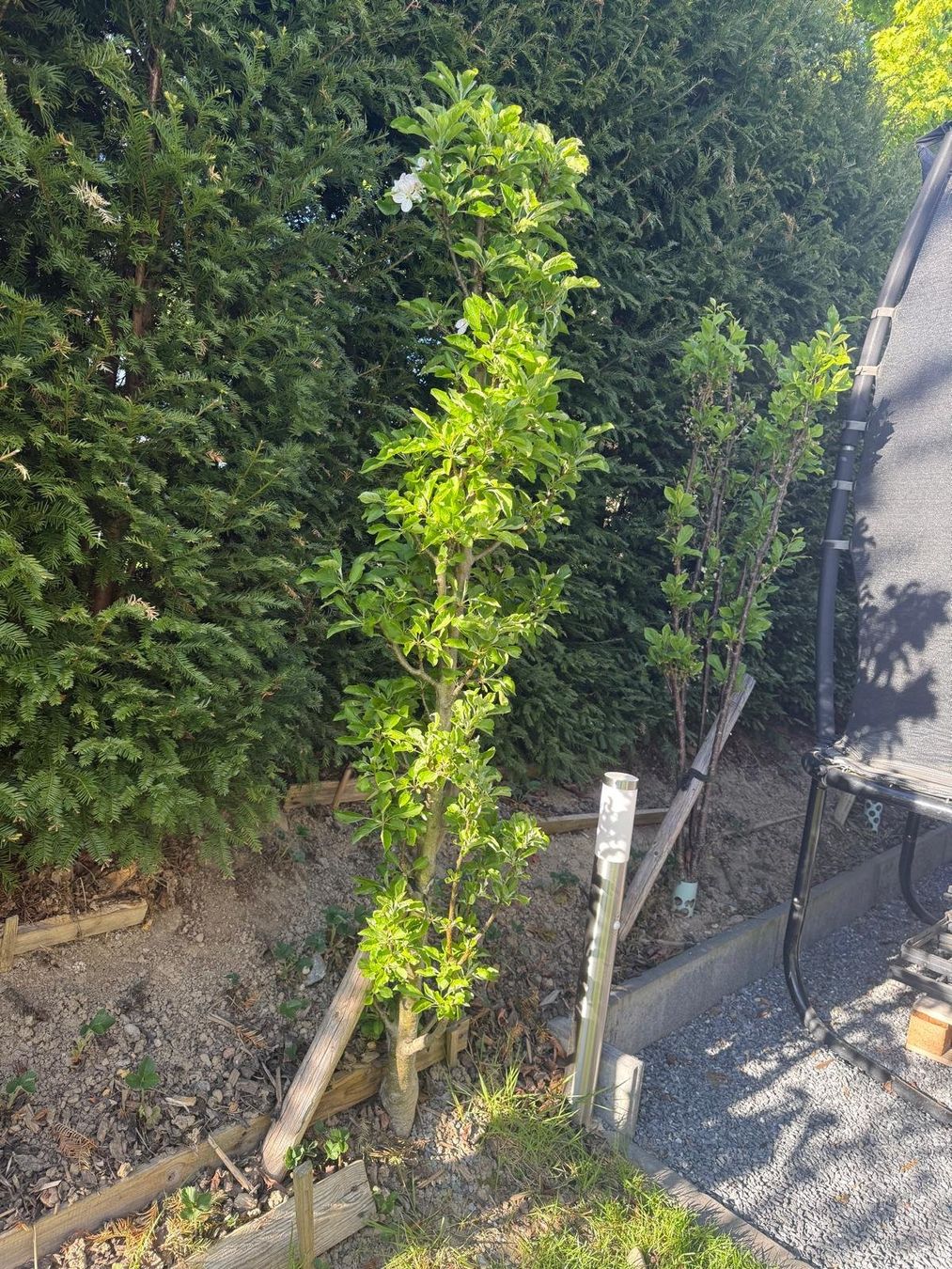 Piante & sementi: Säulenbaum Apfel RONDO – Usato da Berg TG venduto da dar_9rc5 1