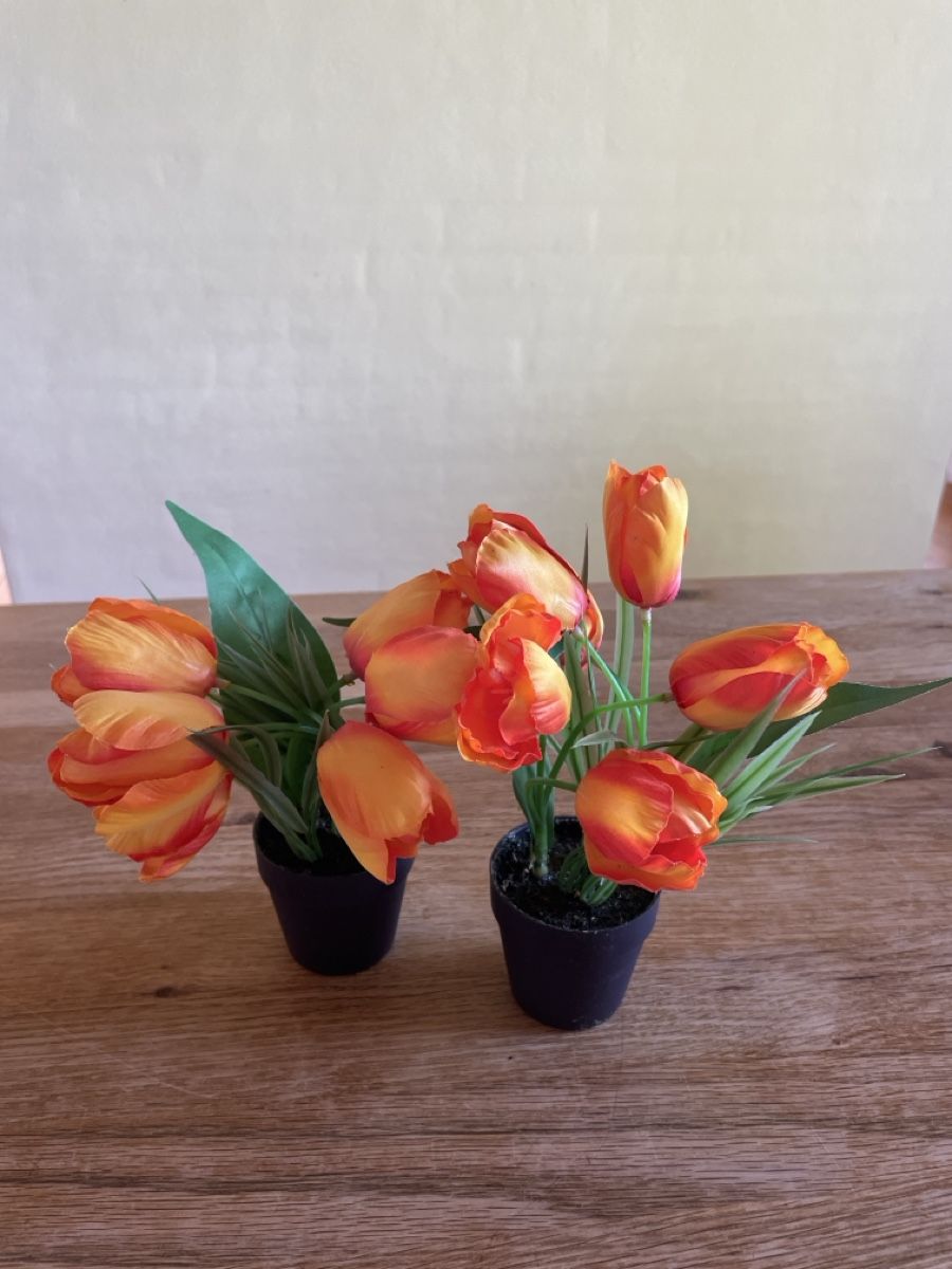 Pflanzen & Samen: Tulpen – Gebraucht aus Freidorf TG von ibipatria