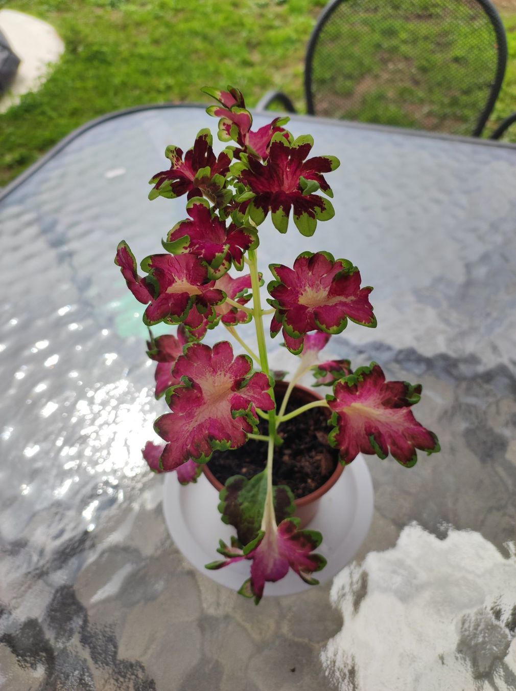 Plantes & graines: Coleus – D'occasion à Hasliberg Hohfluh par eva_9895 2