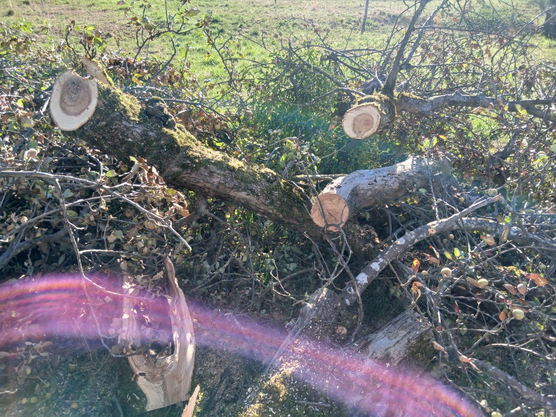 Articoli in legno: Apfelbaum Holz 100 jährig Stücke – Usato da Zuzgen venduto da Accelerando 1