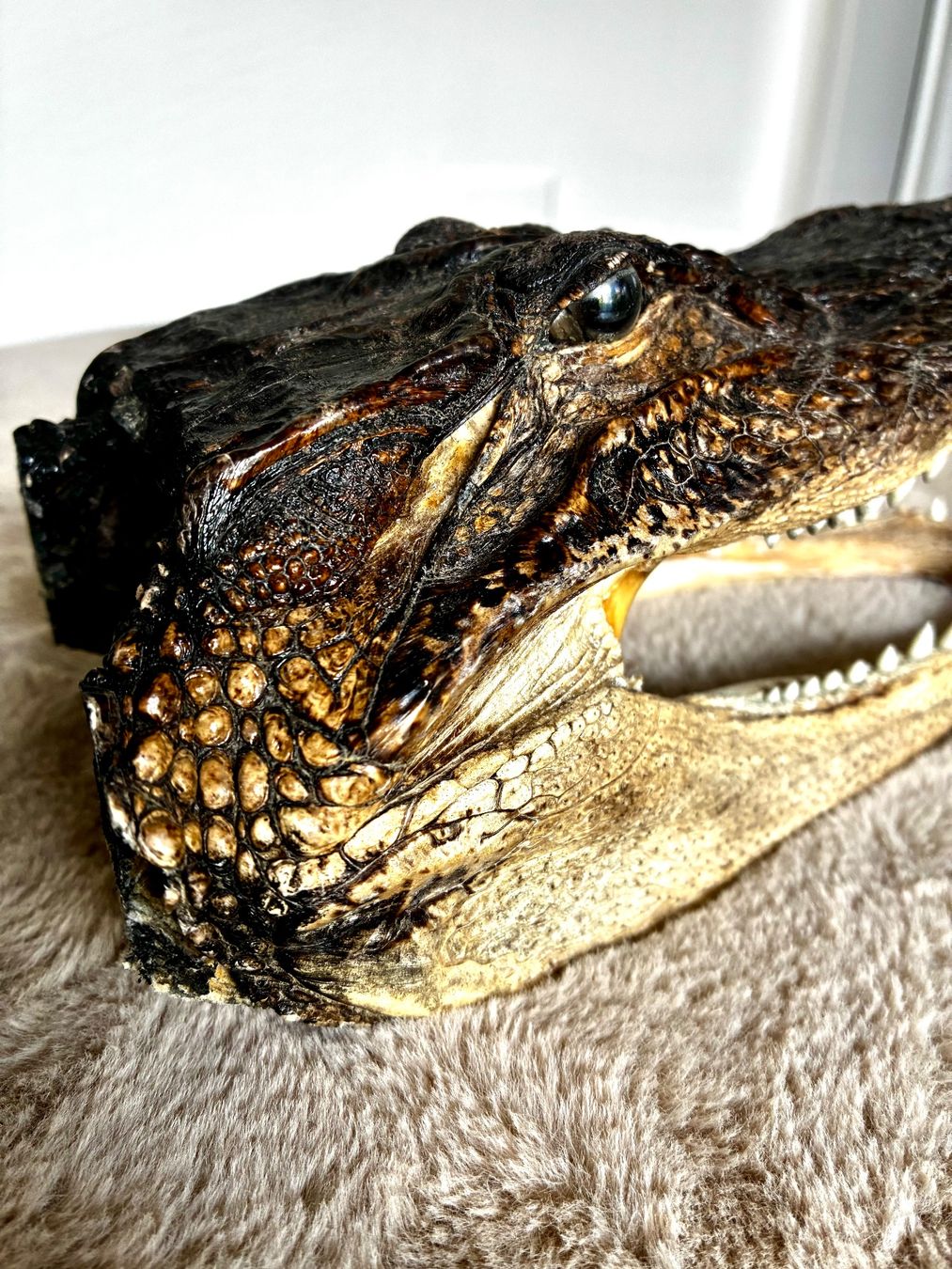 Il mondo degli animali: Krokodil Kopf..TOP präpariert..1A klasse.. – Nuovo (secondo la descrizione) da Weiach venduto da godsavethequeen 3