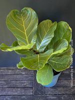 Ficus Lyrata - schönes 50-70cm Bäumchen für Dich