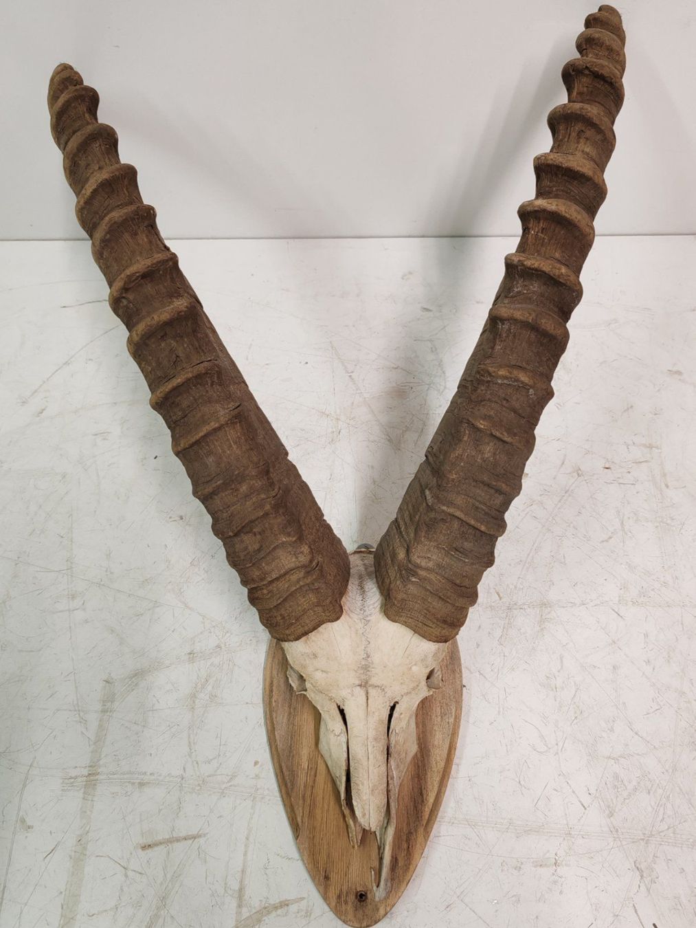 Il mondo degli animali: Steinbock Geweih als Trophäe, Gehörn Jahr 1990 – Usato da Luzern venduto da Lager6640