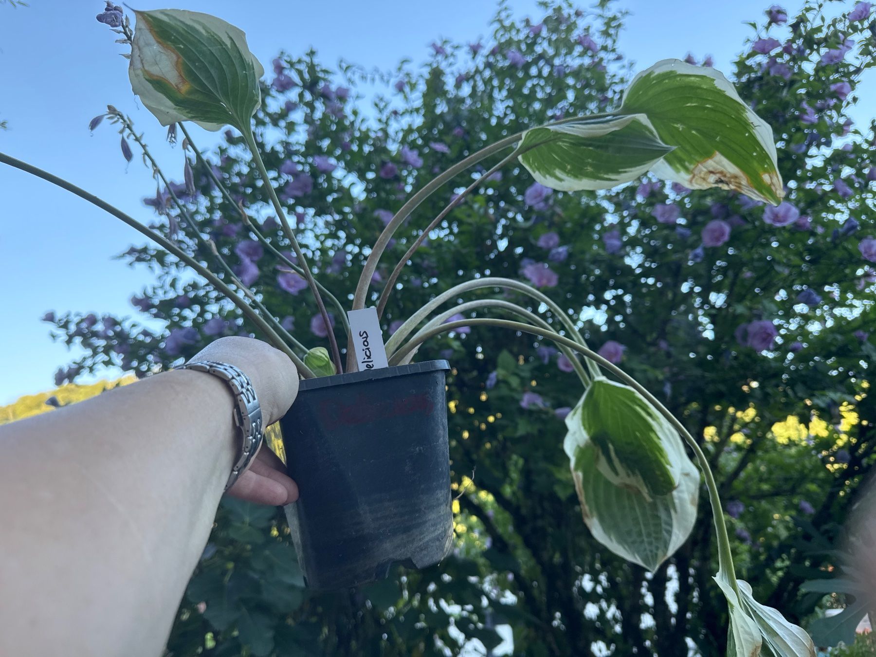 Piante & sementi: Hosta delicious – Usato da Lajoux JU venduto da Briard0 1