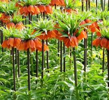 FRITTTILARIA RUBRA : 1 erwachsenes Rhizom + Infos zur Pflege