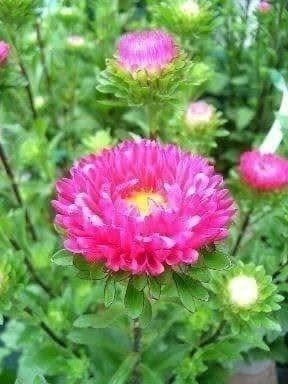 Piante & sementi: Reine-Marguerite Rose 50g – Nuovo (secondo la descrizione) da Bremblens venduto da FIBONACCI369 1