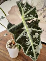 Alocasia Amazonica Polly Super Pink - high var.