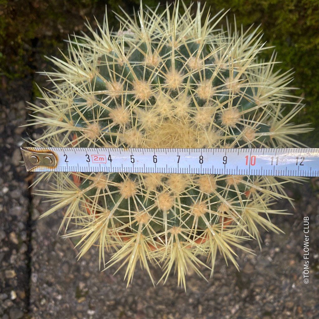 Pflanzen & Samen: Echinocactus Grusonii – „Schwiegermuttersitz" - Kaktus – Neu und originalverpackt aus Adliswil von astom369 3