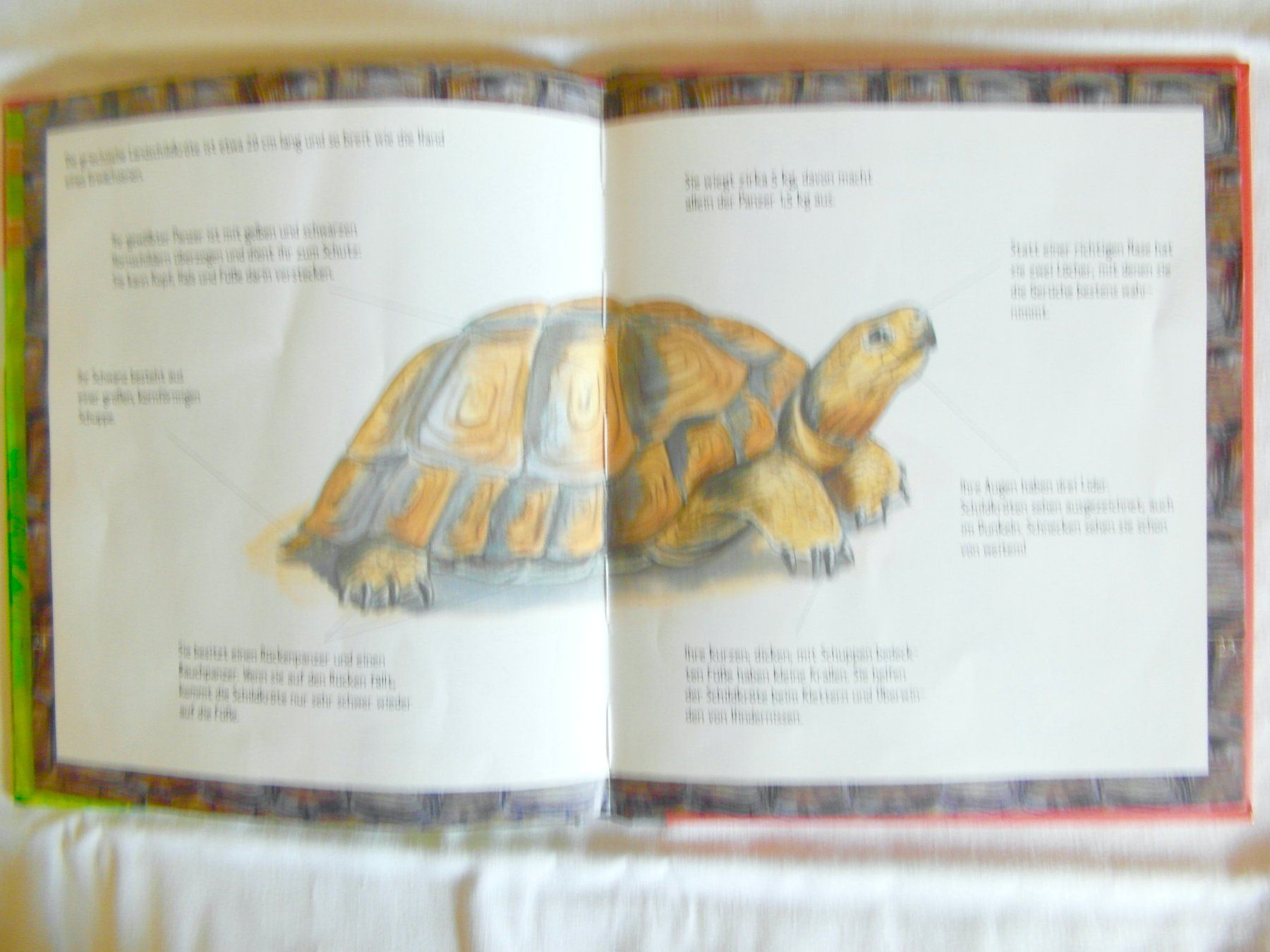 Libri: Kinderbuch: Die Schildkröte - 2002 – Usato da Schönenbuch venduto da Imagine6 5
