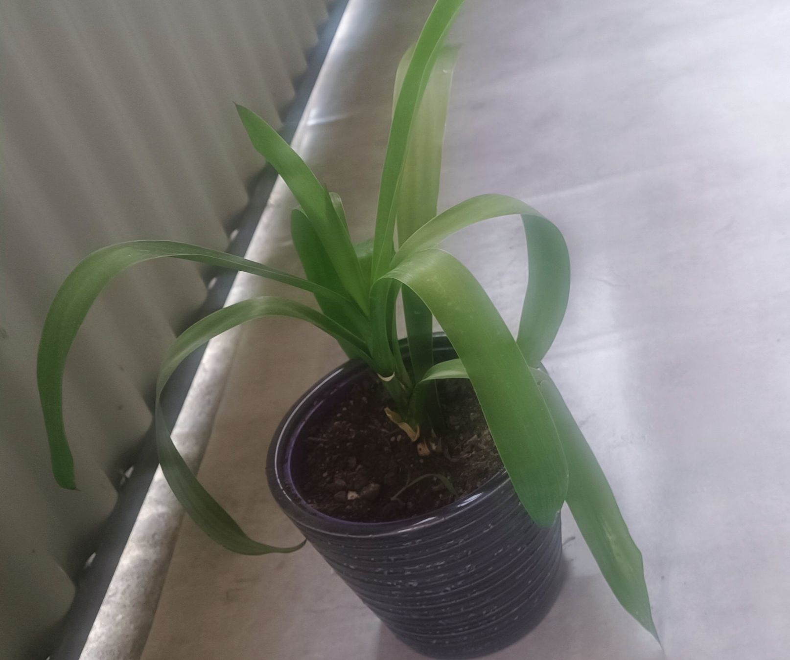 Piante & sementi: Yucca (45 cm inkl. Topf) – Usato da Bern venduto da sv-trade 7
