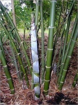 Piante & sementi: BAMBOU GEANT (Dendrocalamus strictus) 15 – Nuovo (secondo la descrizione) da Bremblens venduto da FIBONACCI369 1