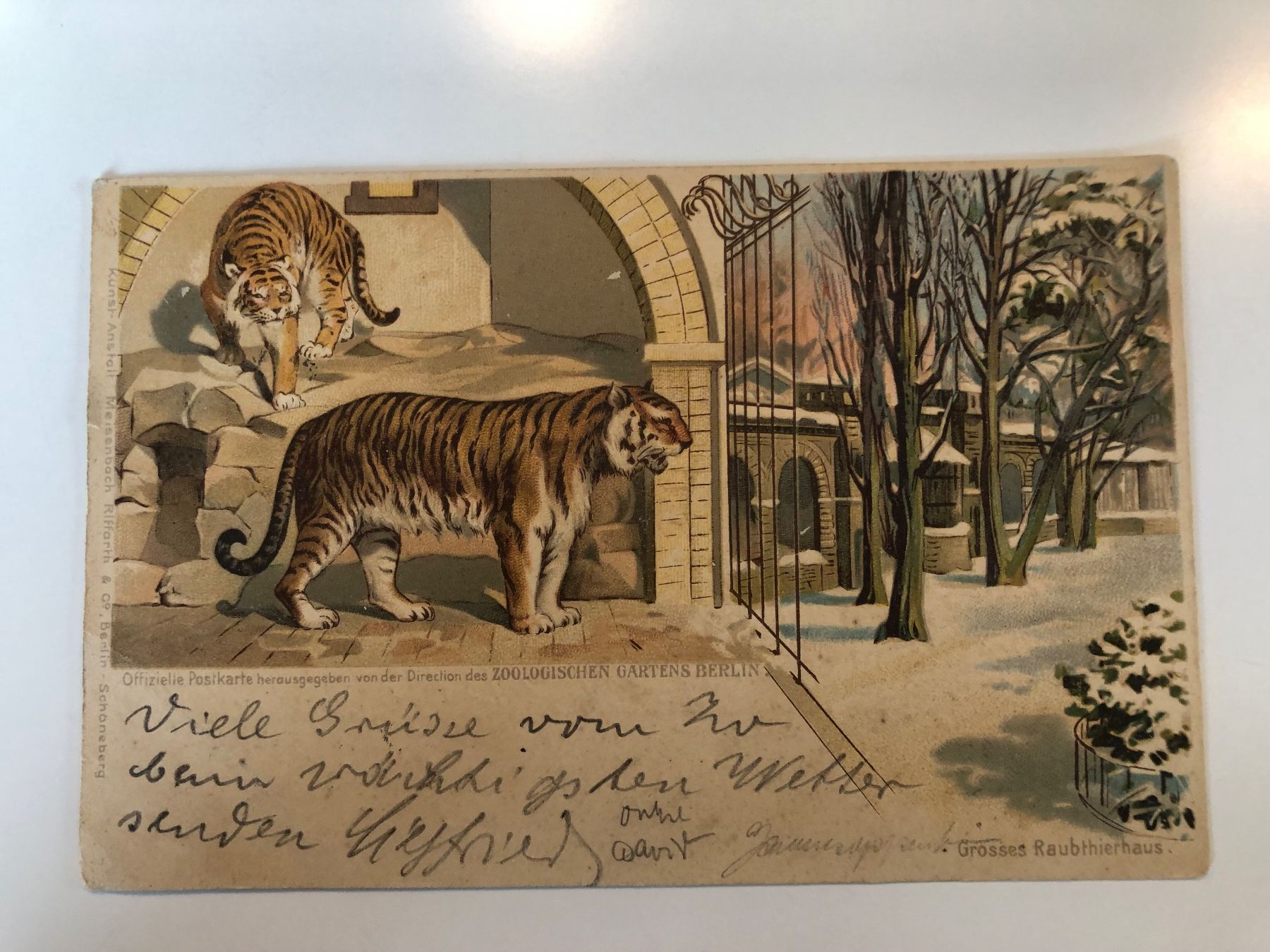 Cartoline postali: 3 antike Ansichtskarten BERLINER ZOO um 1900 – Usato da Lufingen venduto da Rac0 2