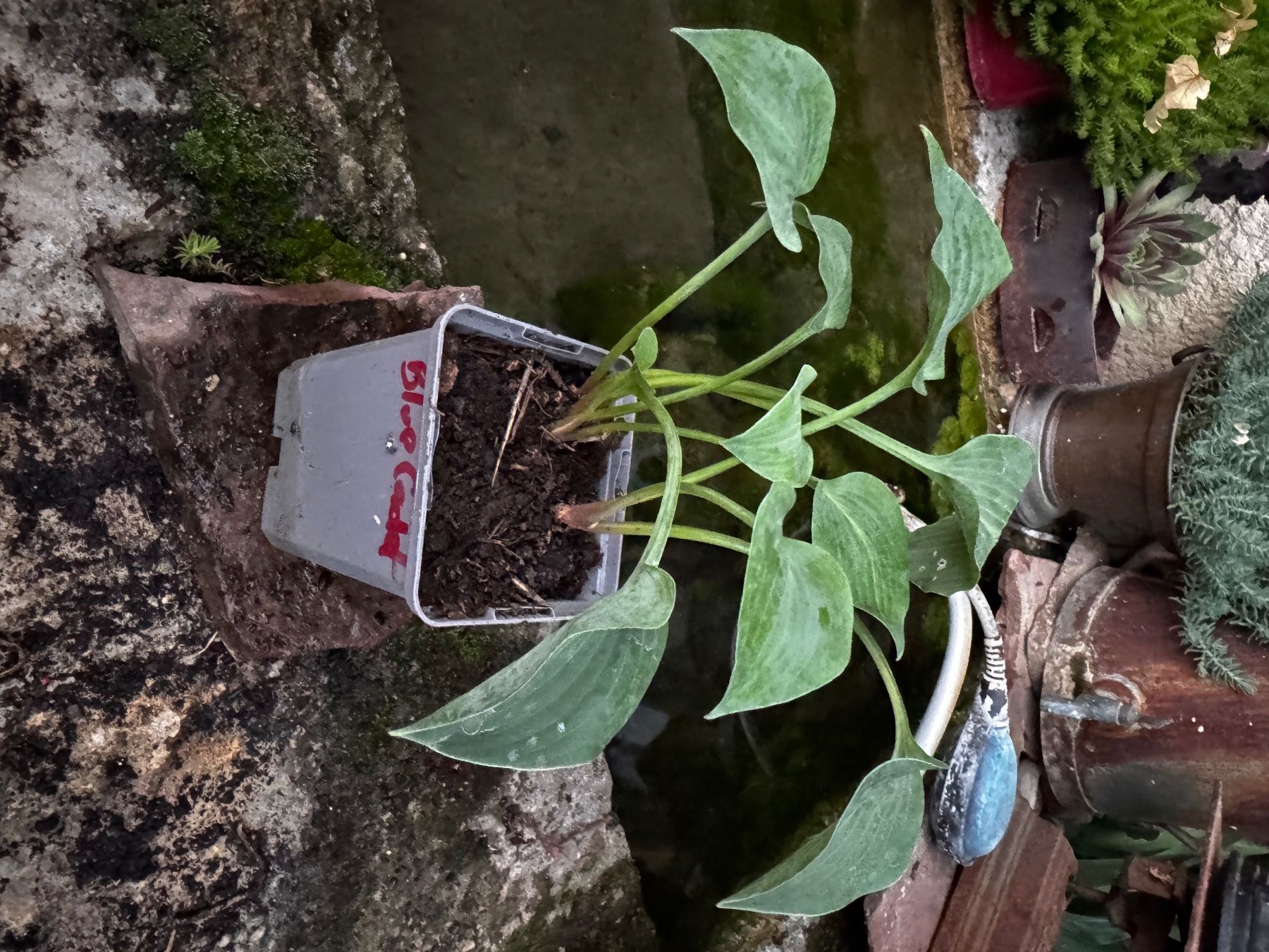 Plantes & graines: Hosta blue cadet – D'occasion à Lajoux JU par Briard0