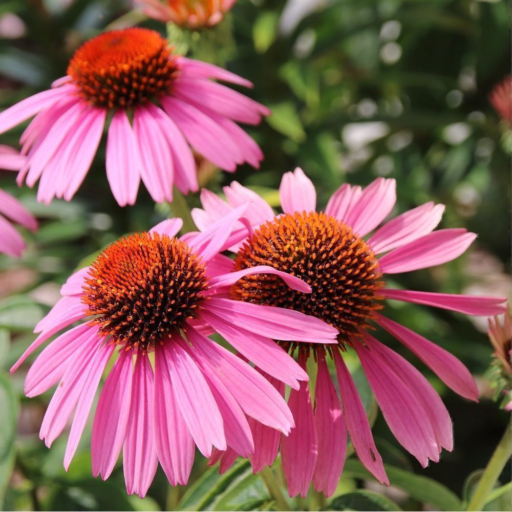 Piante & sementi: 100 Samen ECHINACEA Purpurea Staude – Nuovo (secondo la descrizione) da Ehrendingen venduto da VerveinaSamen 3