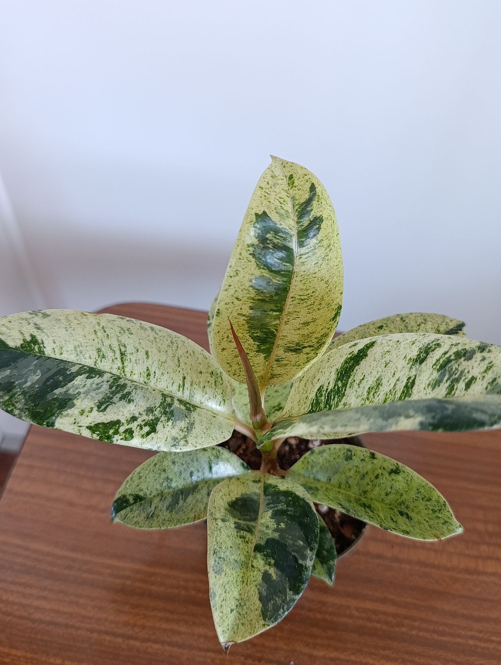 Piante & sementi: Ficus Shivereana Moonshine – Usato da Baar venduto da L.isa28 4