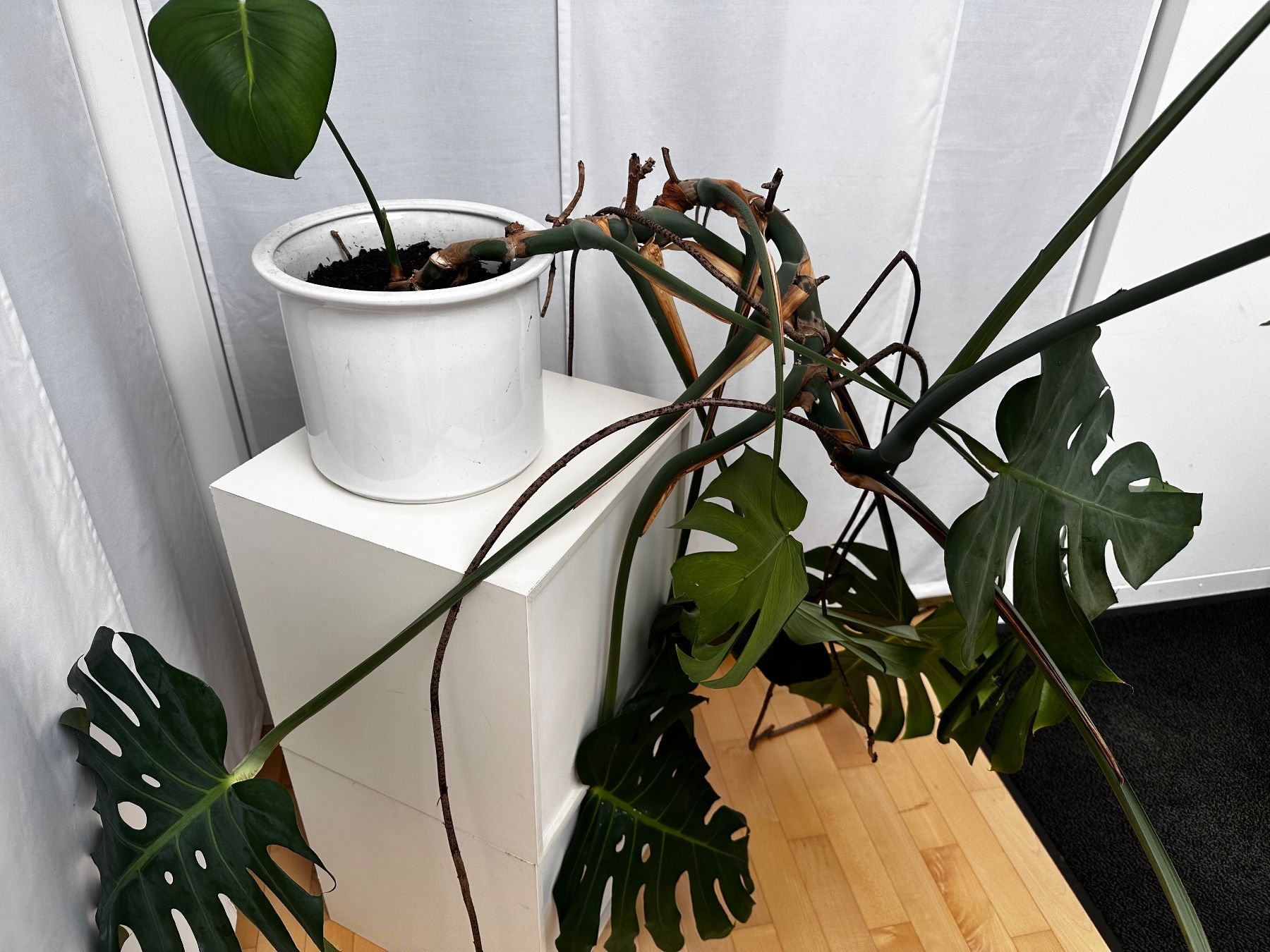 Plantes & graines: Grosse Monstera Zimmerpflanze – D'occasion à Haldenstein par enie123 2