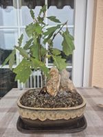 Eiche Bonsai, Dekoration für Ihr Zuhause
