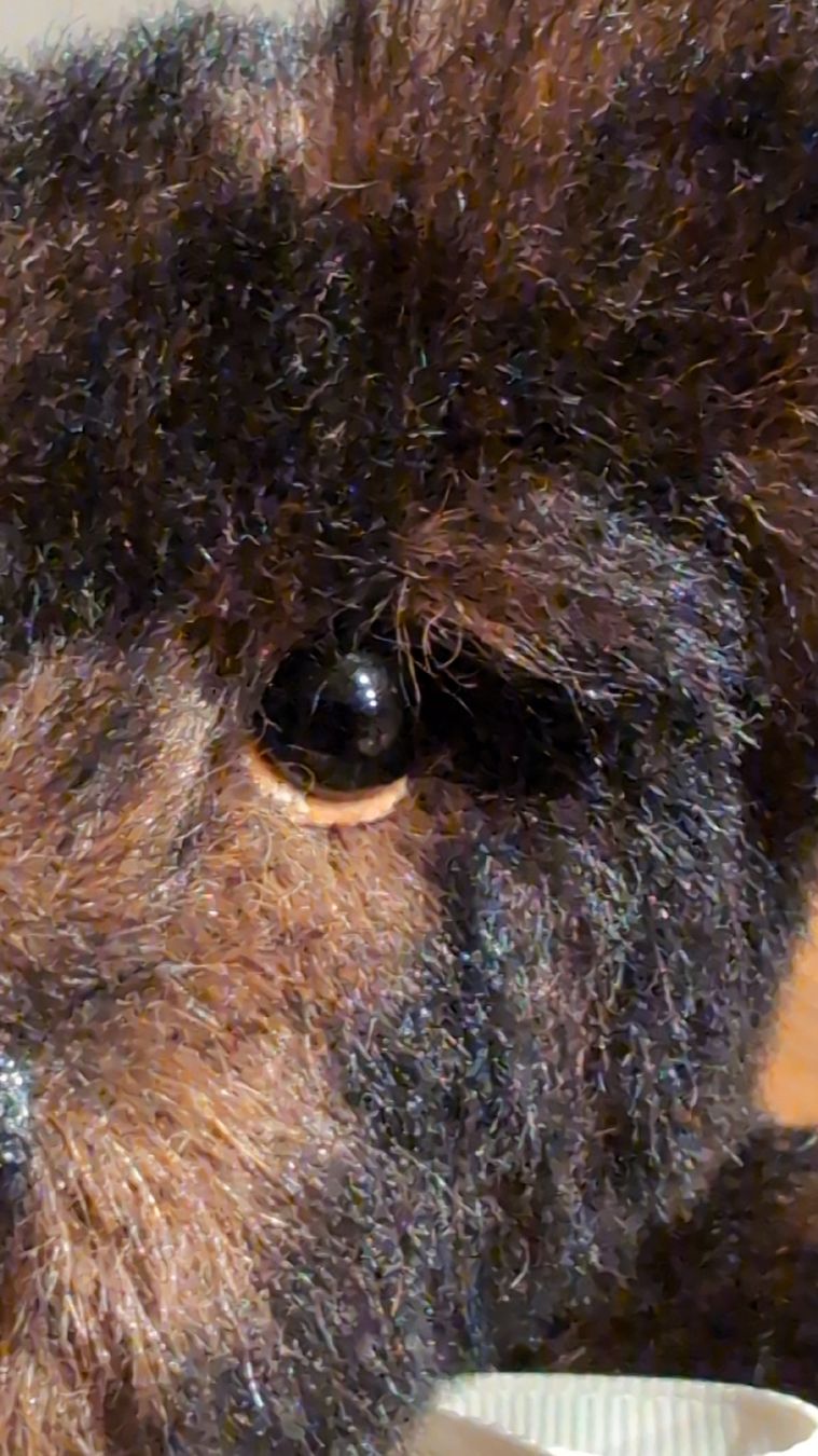 Statuette: Künstler Teddybär Unikat – Nuovo (secondo la descrizione) da Rüfenach AG venduto da sen_vbz6 2