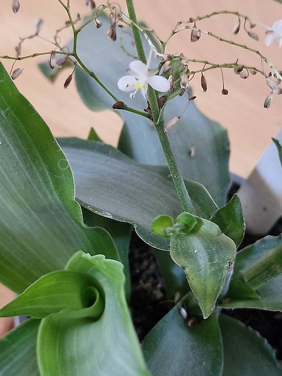 Piante & sementi: Murdannia loriformis – Usato da Affoltern am Albis venduto da Solara72 2