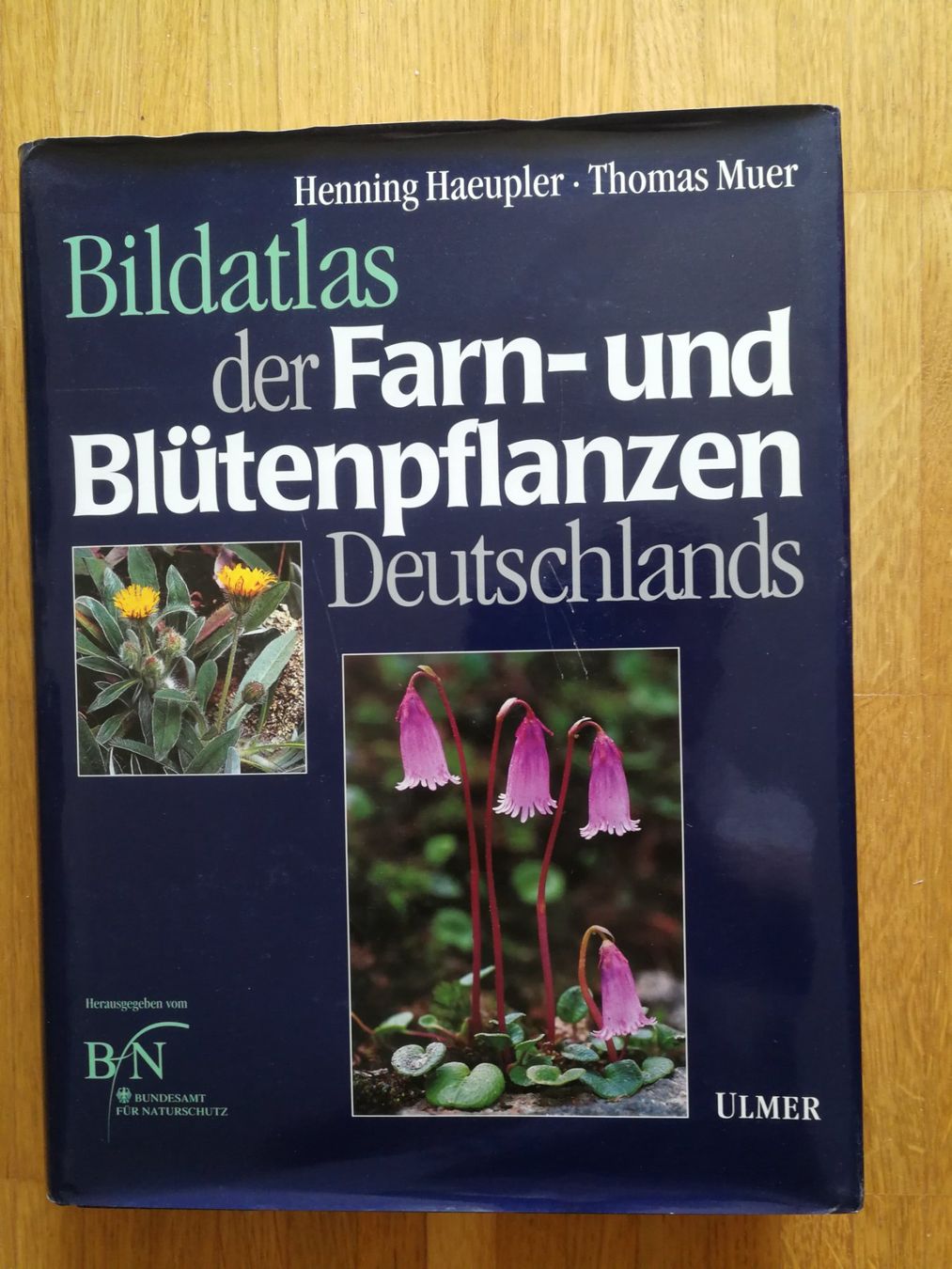 grosse kentia palme Große Kentiapalme – Green Me Up
