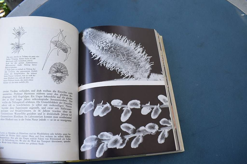 Libri: Die Welt der Planzen – Usato da Brügg BE venduto da Aristotolius 2
