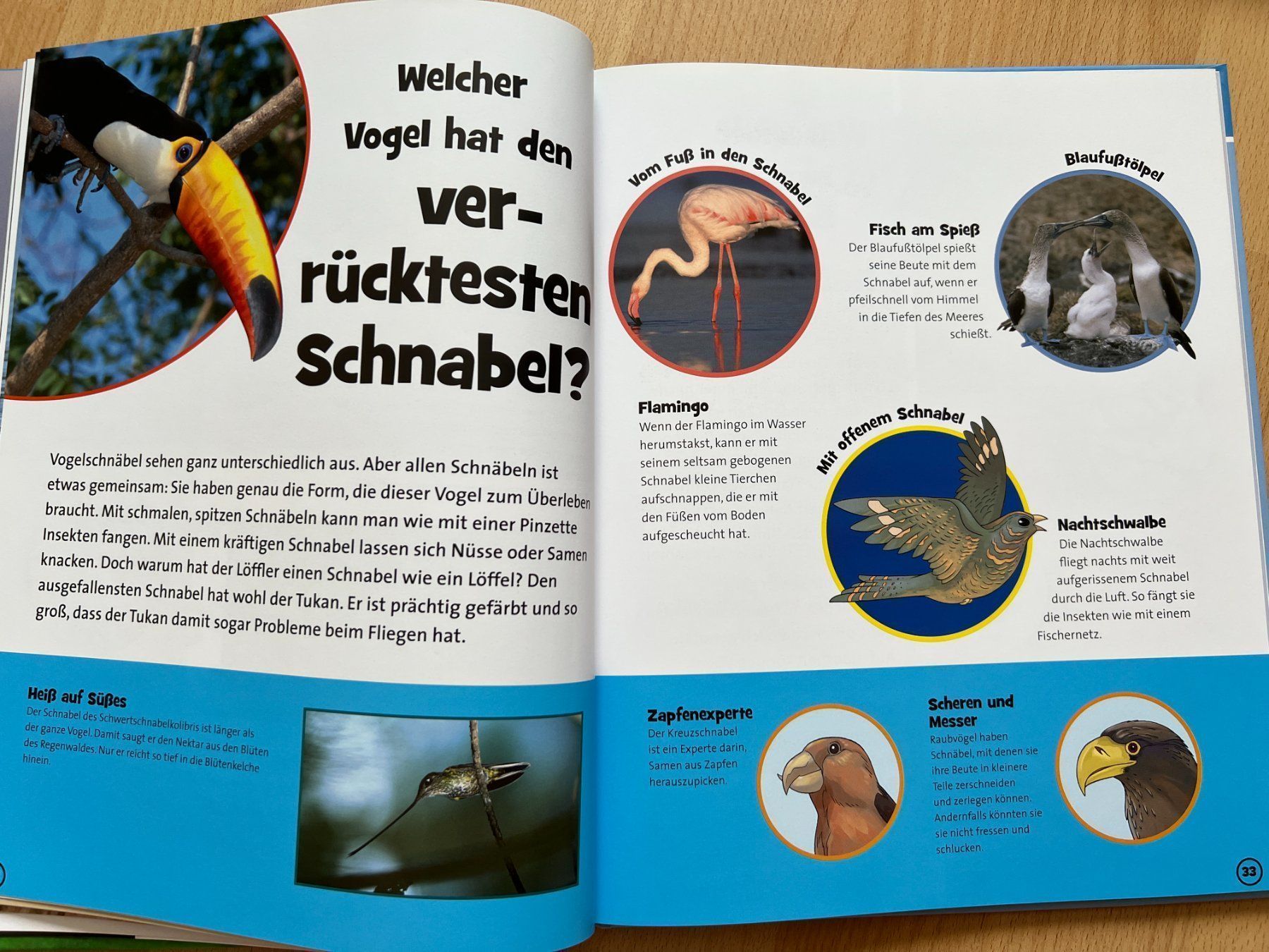 Libri: Die Vögel - Fragen&Antworten - Disney – Usato da Balzers venduto da Alannah 3