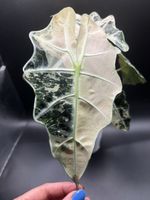 Alocasia Polly Pink Variegata (3-6)