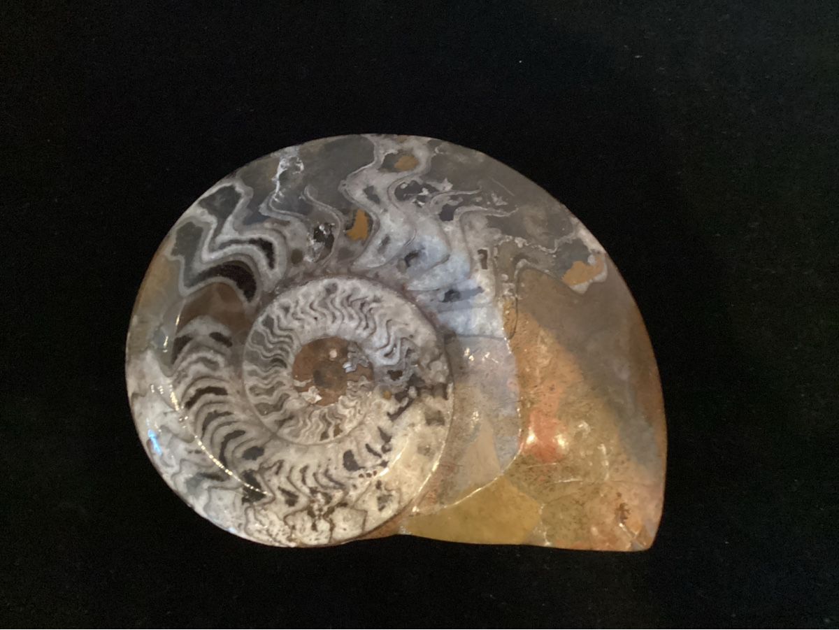 Fossilien: Ammonit poliert  – Gebraucht aus Salenstein von Esprit57