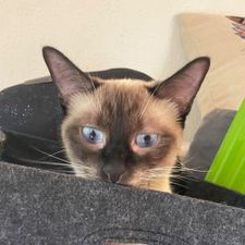 Profile image of Thai_22