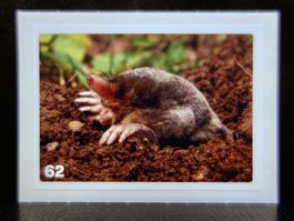 MIGROS MANIA Nature Detectives Nr. 62