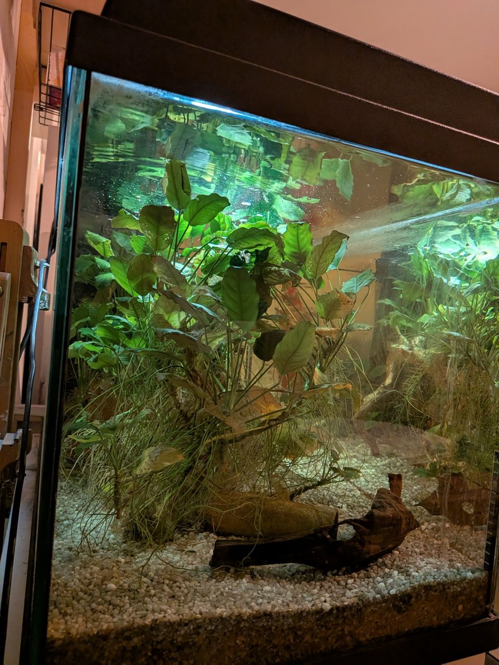 Juwel Aquarium: Aquarium 110l eingelaufen – Gebraucht aus Kloten von Struppensack 3