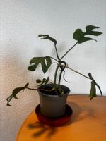 Zimmerpflanze Monstera Minima Topf mit Erde ohne übertopf