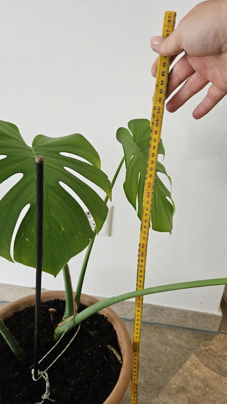 Piante & sementi: Monstera Deliciosa inkl. Terrakottatopf – Usato da Schaan venduto da car_wrv2 5