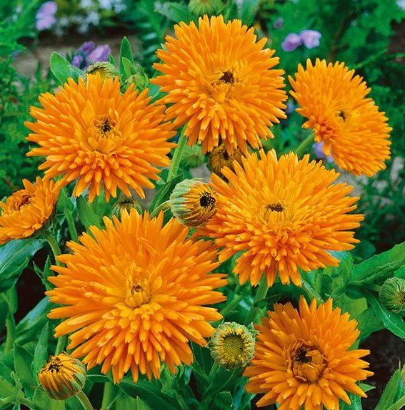 Pflanzen & Samen: RINGELBLUME 'Radio'  / Calendula officinalis / 20 Samen – Neu (gemäss Beschreibung) aus Hinteregg von ERFOLG78 1