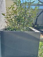 2 Stk. grosser Pflanzkübel