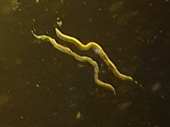 Achtung! Selten Nematoden Bernstein Mehrfang Fadenwürmer rar | Kaufen auf Ricardo